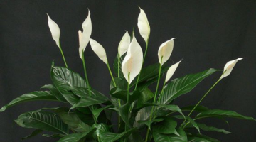 O Poder do Lrio da Paz